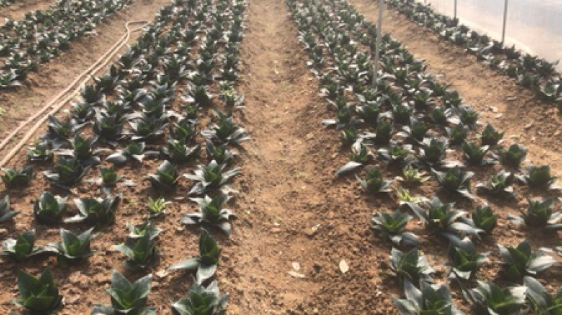 多肉，基地价，虎皮兰，吸收甲醛，净化空气，小盆栽