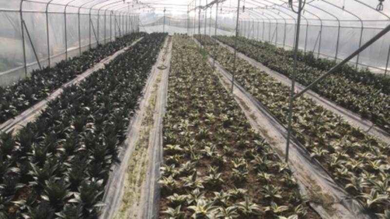 多肉，基地价，虎皮兰，吸收甲醛，净化空气，小盆栽