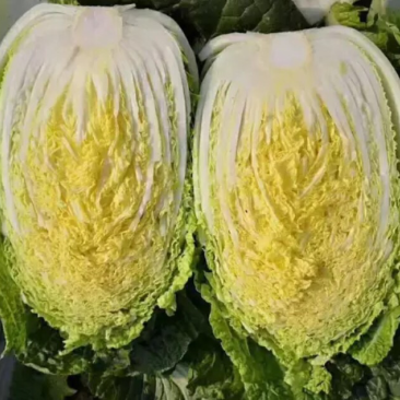 黄心大白菜大量上市单颗4-6斤货源充足质量保证