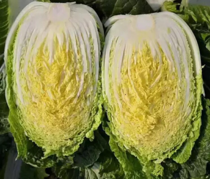 黄心大白菜大量上市单颗4-6斤货源充足质量保证