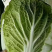 黄心大白菜大量上市单颗4-6斤货源充足质量保证