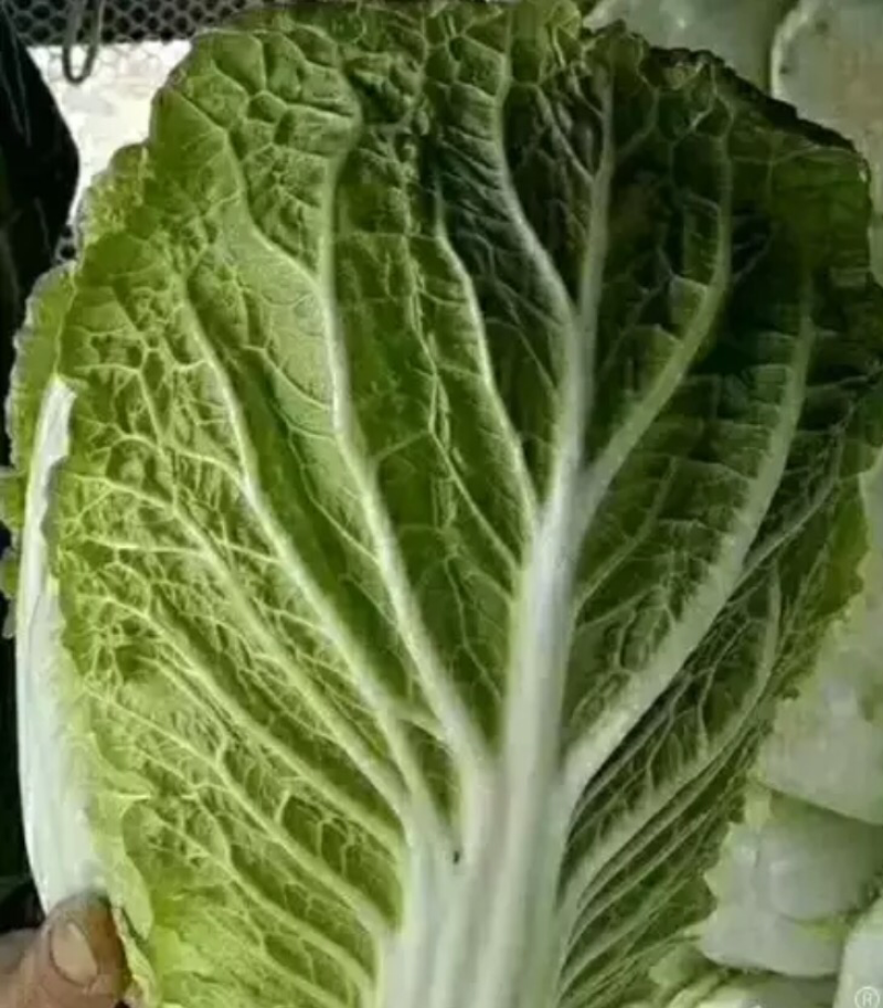 黄心大白菜大量上市单颗4-6斤货源充足质量保证