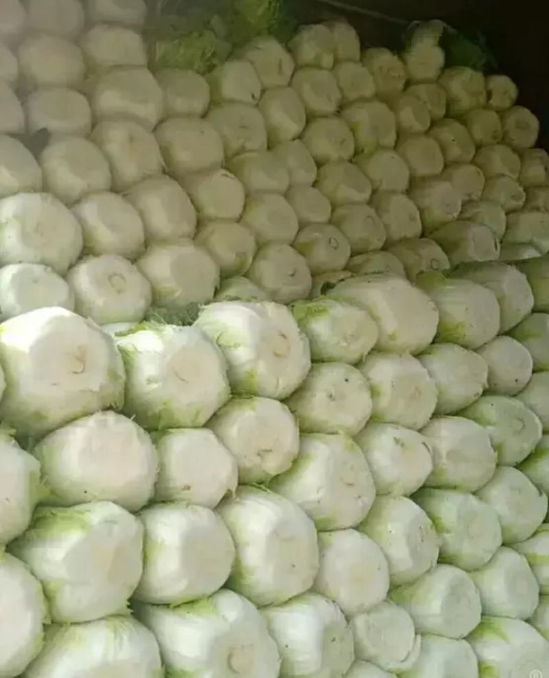 黄心大白菜大量上市单颗4-6斤货源充足质量保证