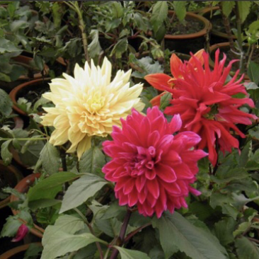 大丽花精品大丽花进口大丽花基地直销