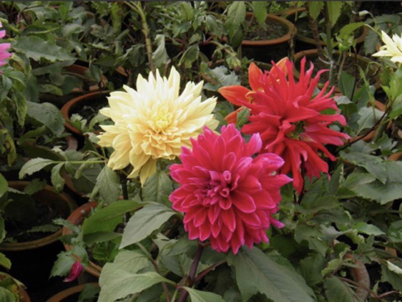 大丽花精品大丽花进口大丽花基地直销
