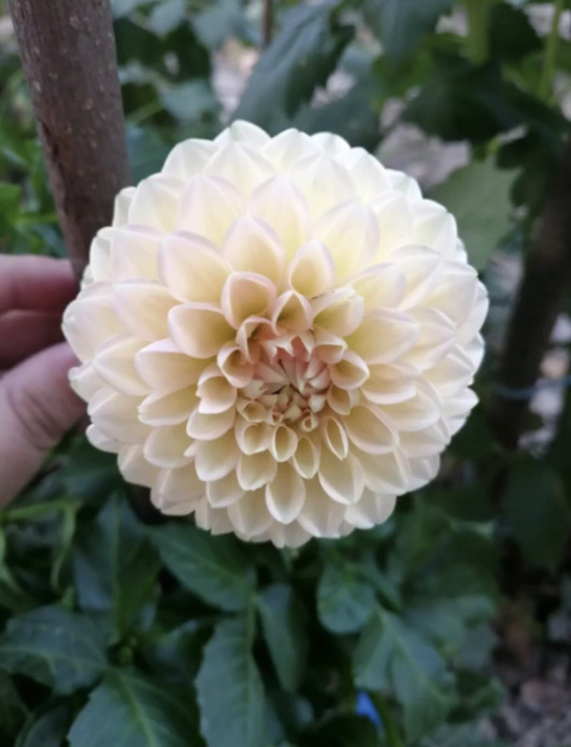 大丽花精品大丽花进口大丽花基地直销