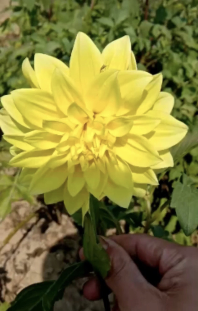 大丽花精品大丽花进口大丽花基地直销