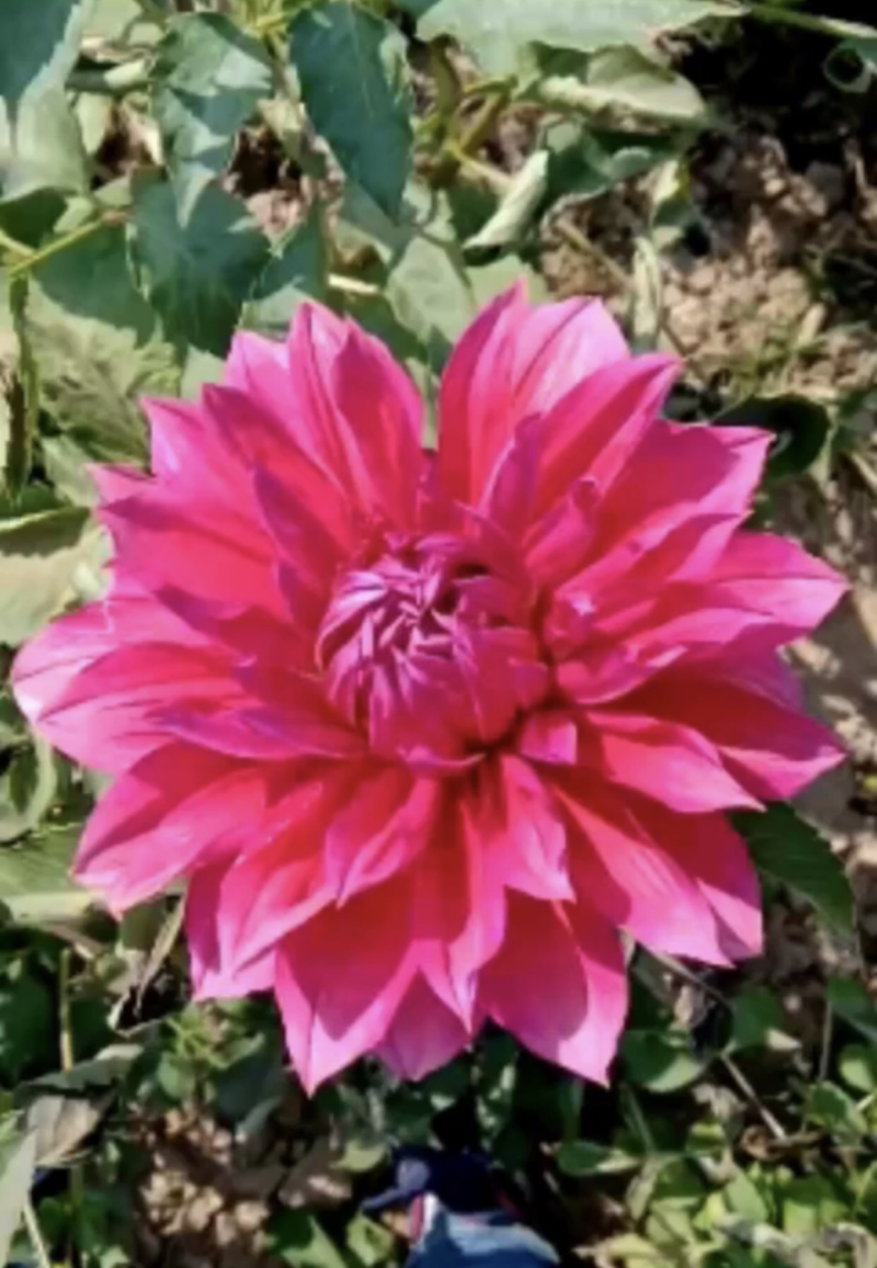 大丽花精品大丽花进口大丽花基地直销