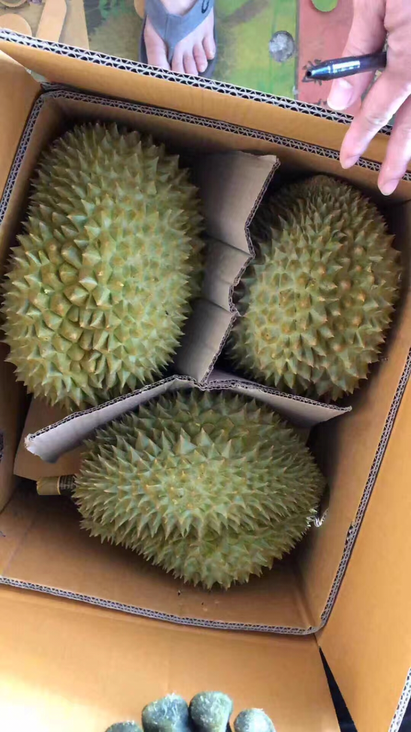 泰国金枕头榴莲新鲜带壳水果现摘特产包邮3-10斤