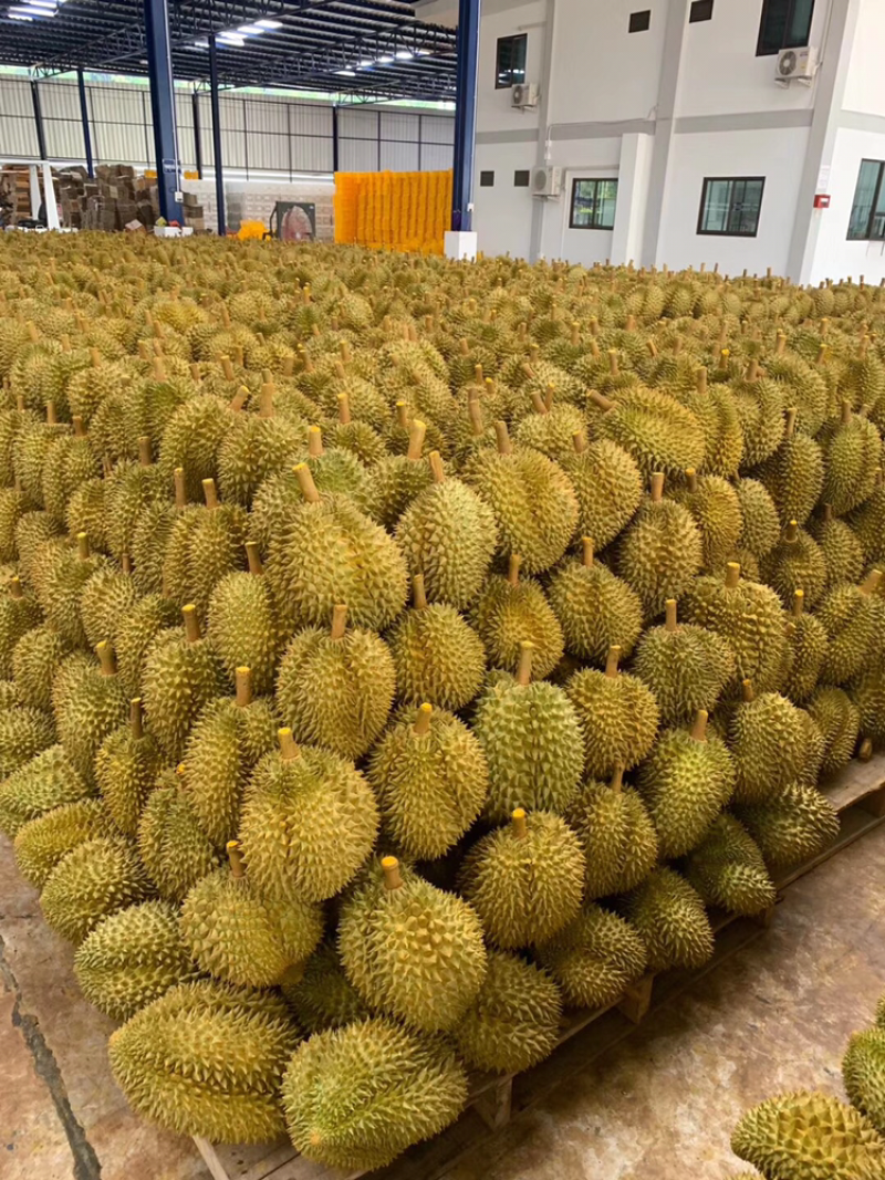泰国金枕头榴莲新鲜带壳水果现摘特产包邮3-10斤