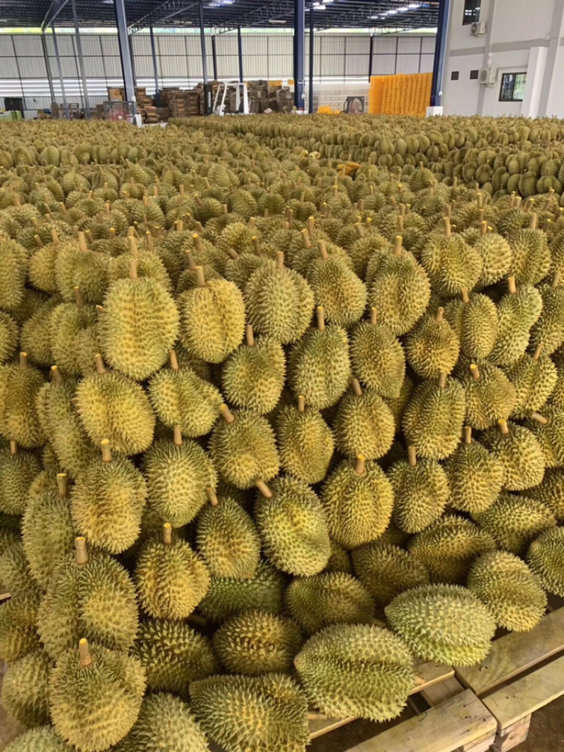 泰国金枕头榴莲新鲜带壳水果现摘特产包邮3-10斤