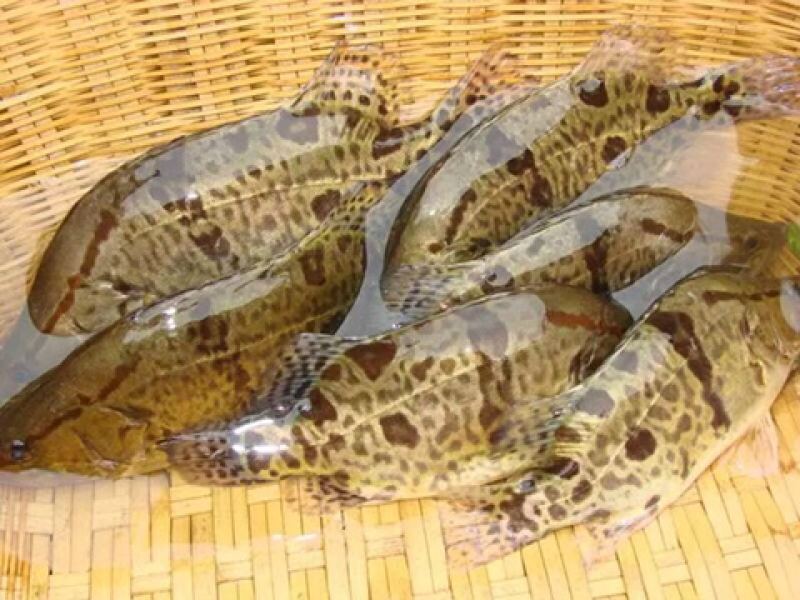 桂花鱼苗批发