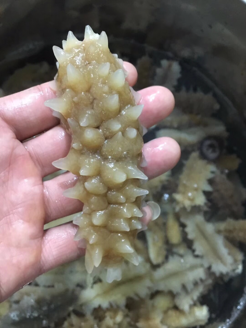 海参桑岛小刺参辽参白刺参黑刺参淡干货酒店食材干货批发