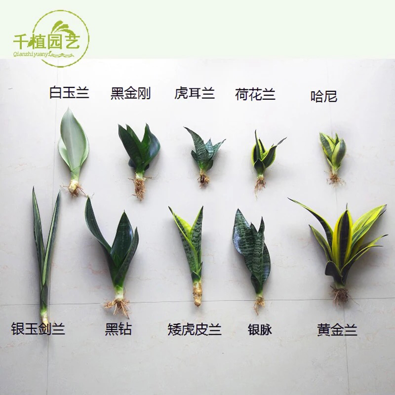 虎皮兰。吸收甲醛。小盆栽