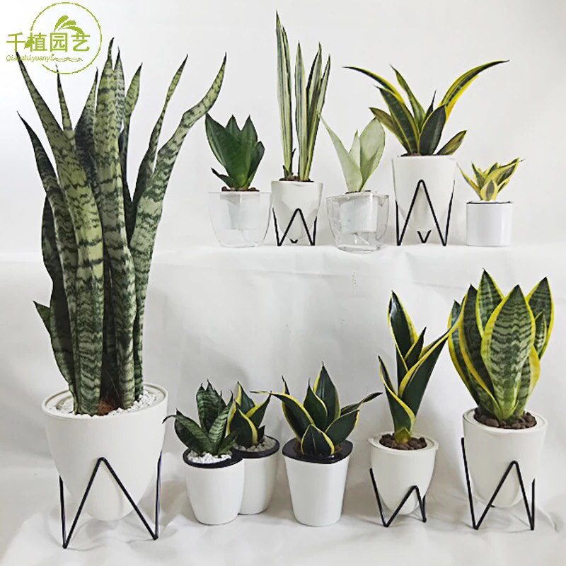 虎皮兰。吸收甲醛。小盆栽