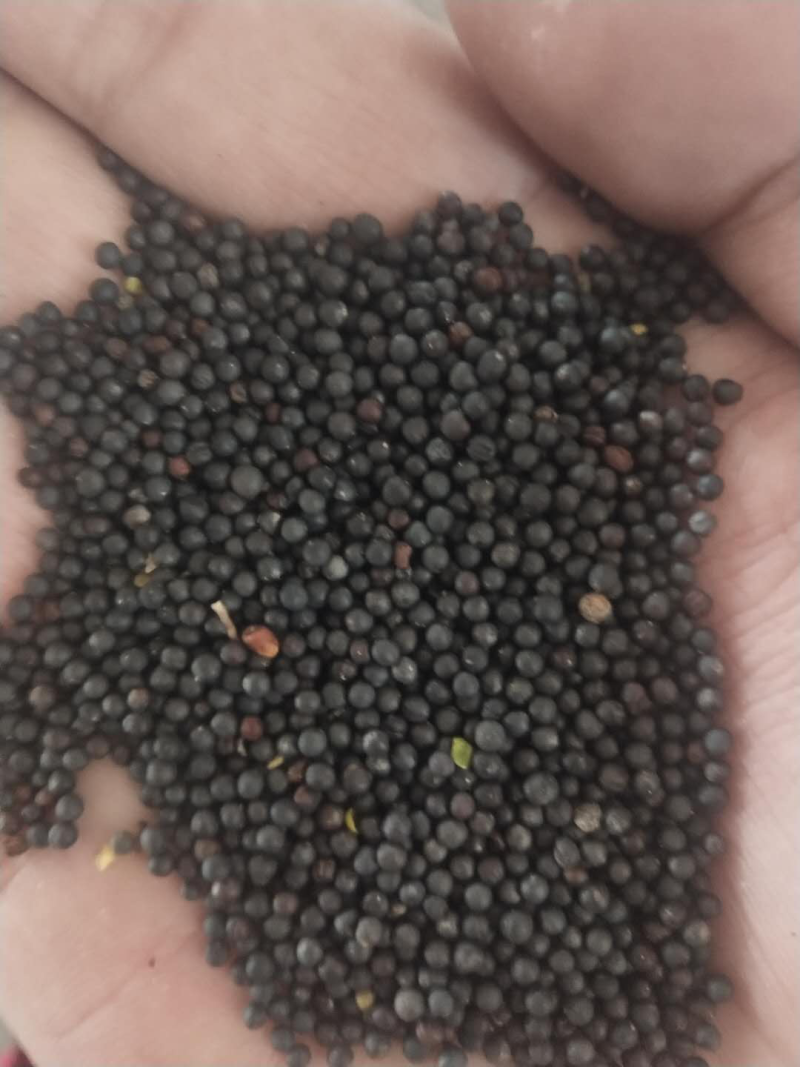优质油菜籽含油45，油色70分