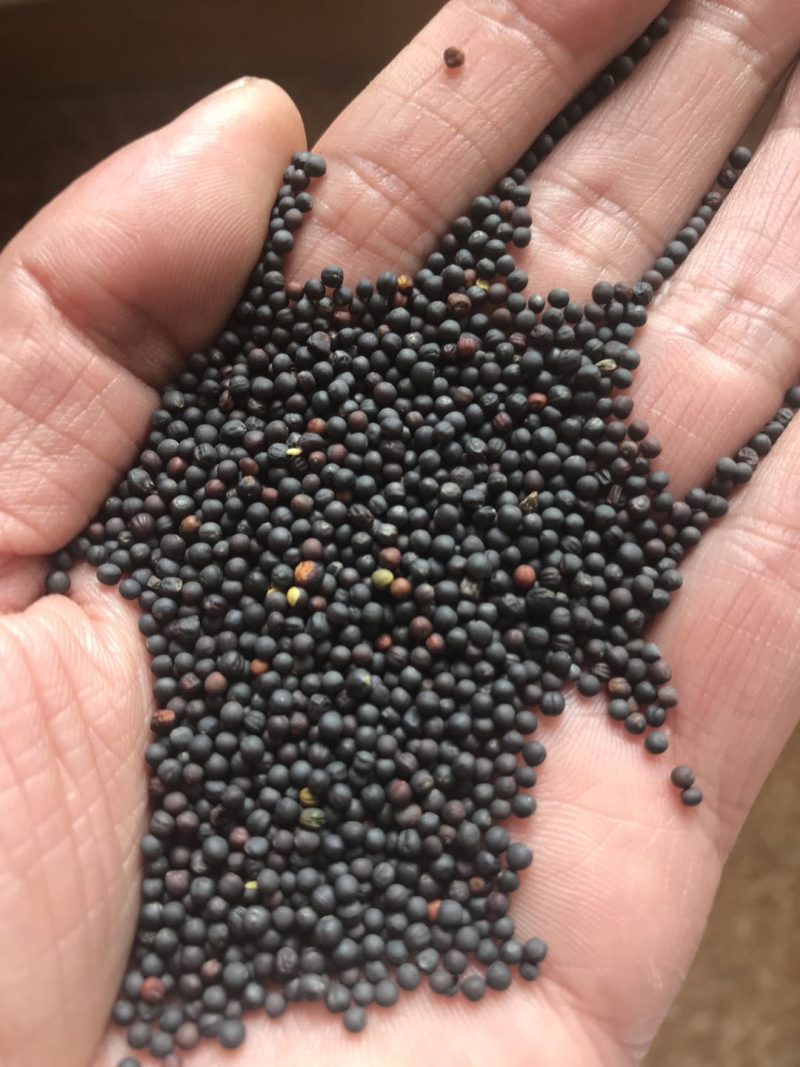 优质油菜籽含油45，油色70分