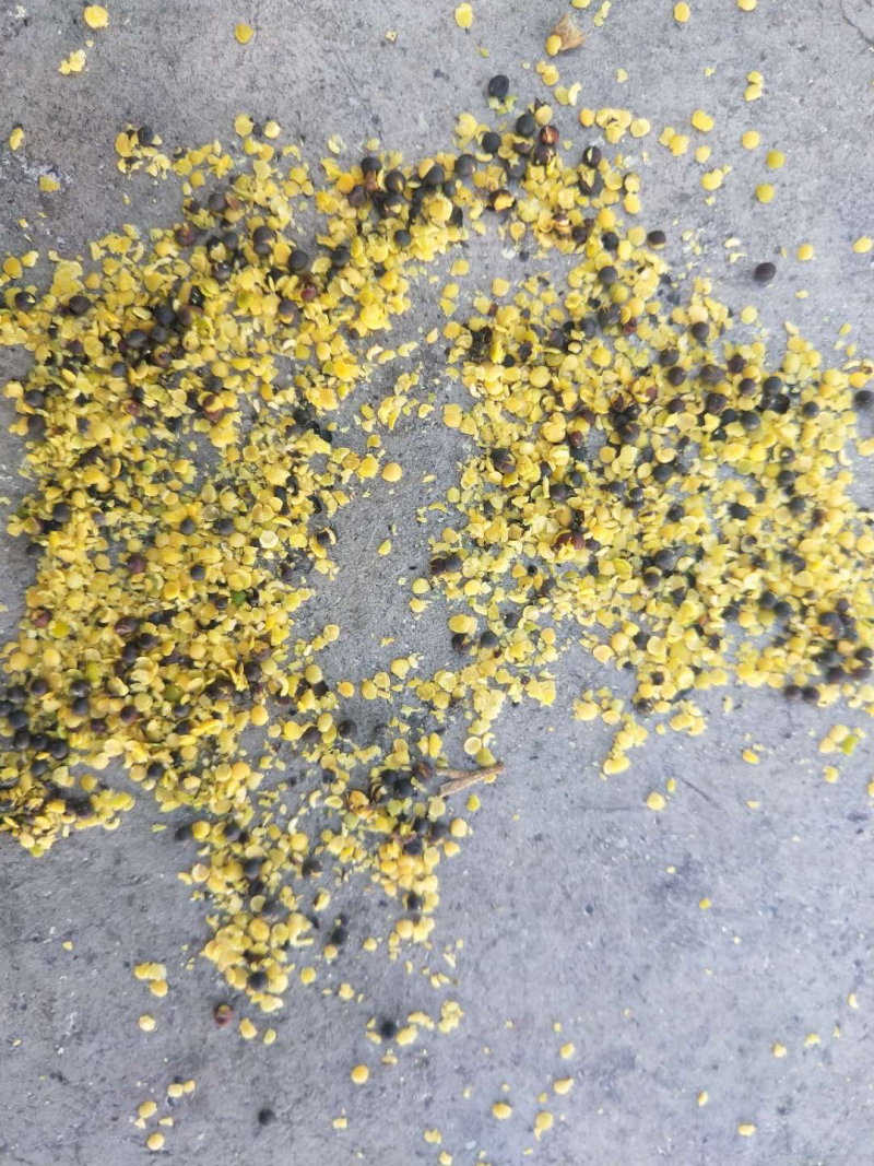 优质油菜籽含油45，油色70分