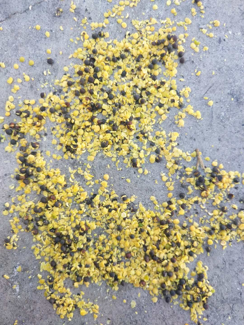 优质油菜籽含油45，油色70分