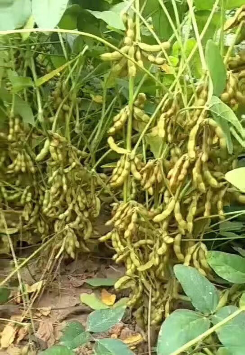 棵斤大豆：航豆1号、太空8号、航豆2000、千斤大豆王、