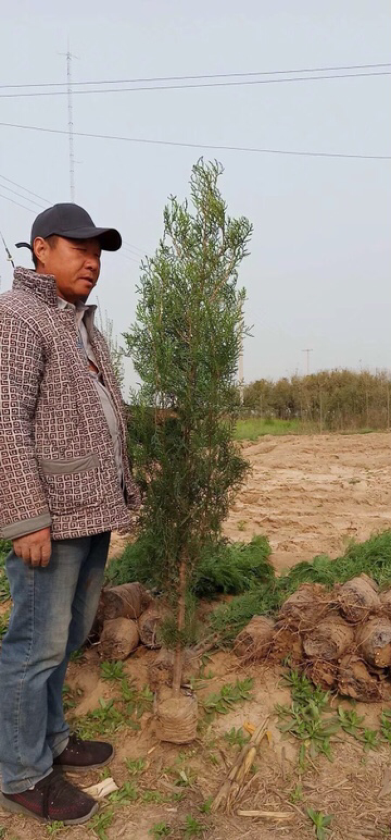 侧柏，侧柏，侧柏，侧柏，侧柏，