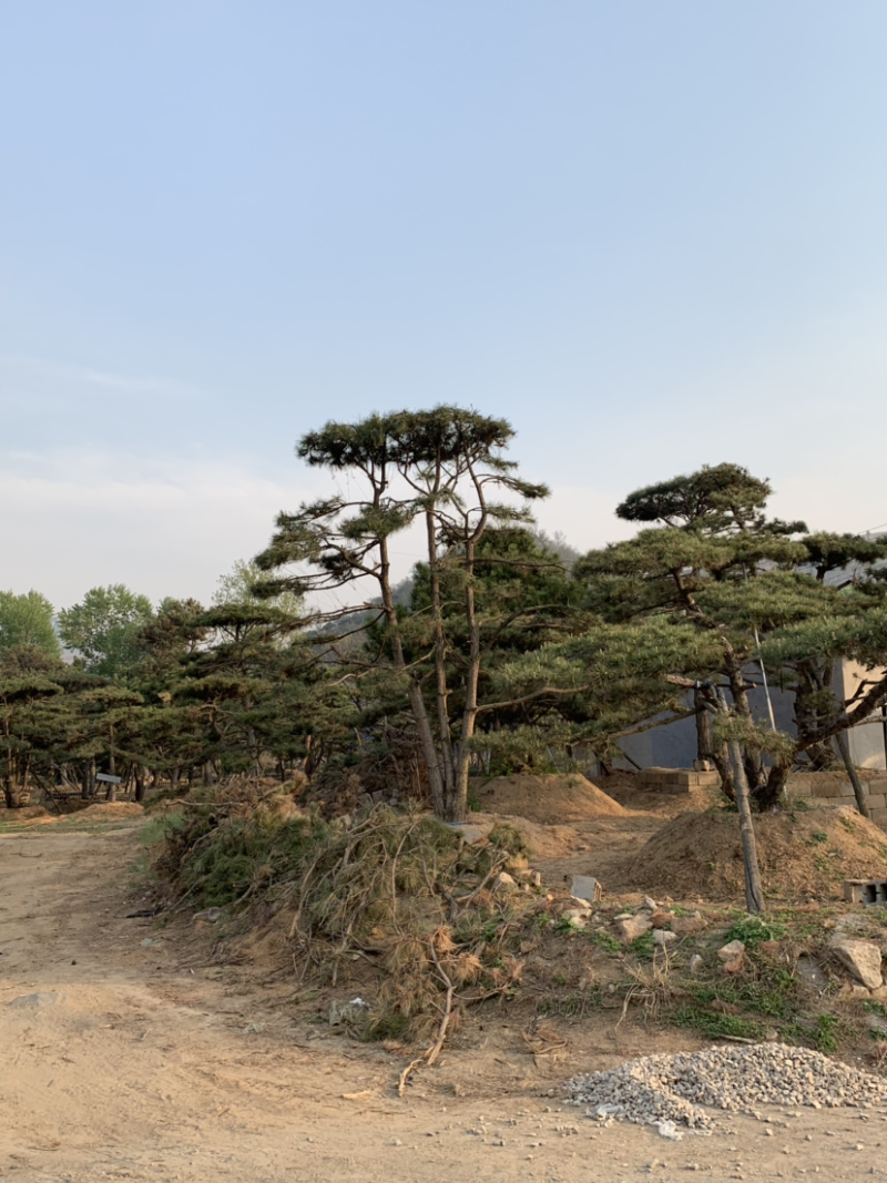 造型油松精品多杆，双杆，高度5到9米