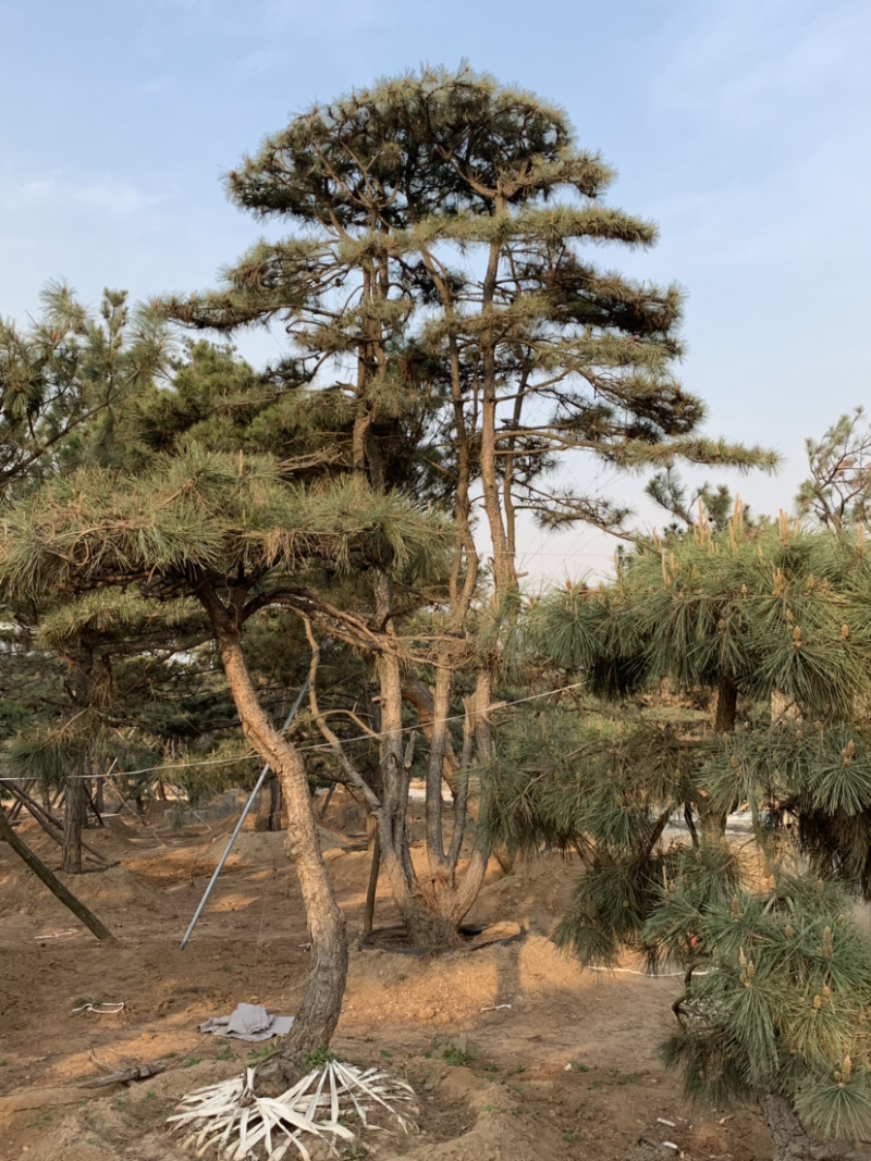 造型油松精品多杆，双杆，高度5到9米