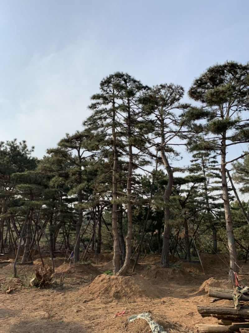 造型油松精品多杆，双杆，高度5到9米