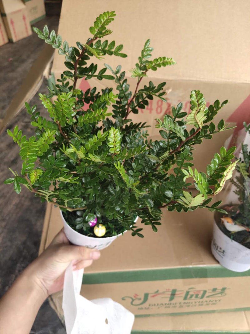 小盆栽-120小鸟清香木
