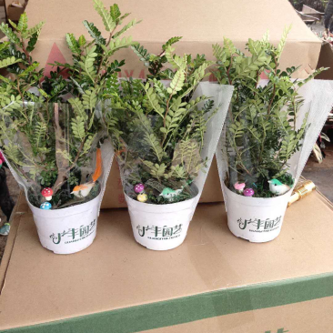 小盆栽-120小鸟清香木