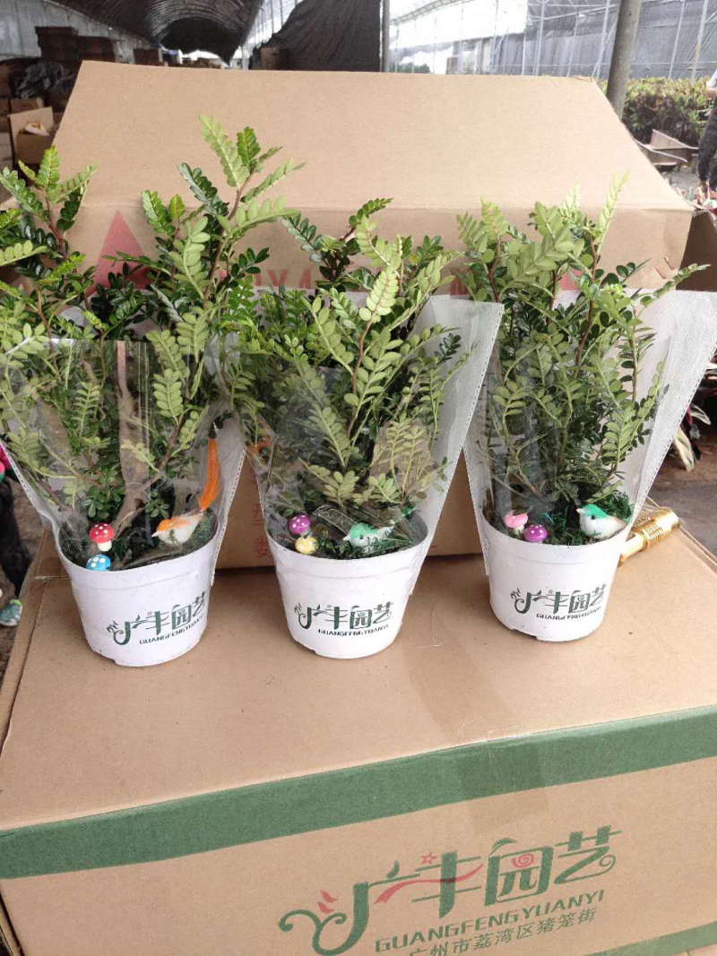 小盆栽-120小鸟清香木