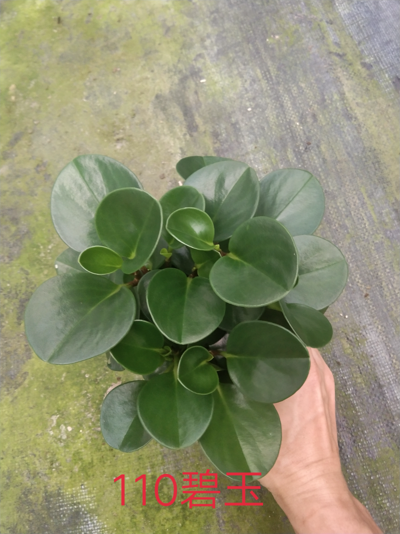 小盆栽-110碧玉