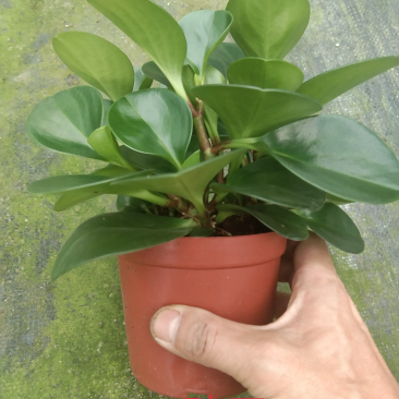 小盆栽-110碧玉