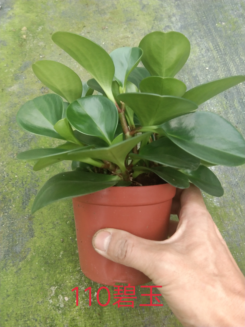 小盆栽-110碧玉