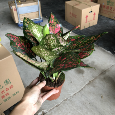 小盆栽-110如意