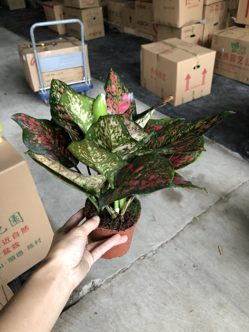 小盆栽-110如意