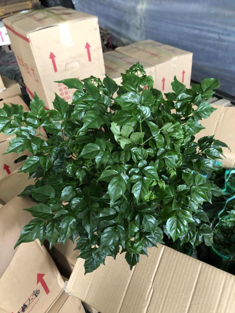 小盆栽-140幸福树