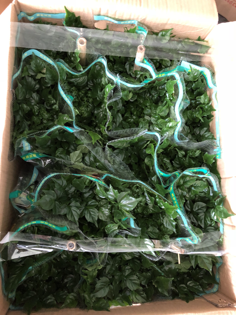 小盆栽-140幸福树