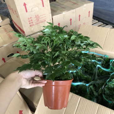 小盆栽-140幸福树