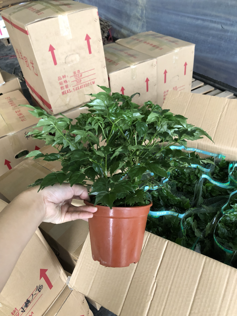 小盆栽-140幸福树