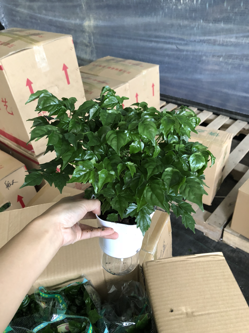 小盆栽-懒人盆幸福树