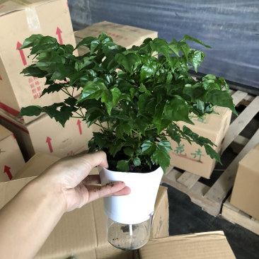小盆栽-懒人盆幸福树