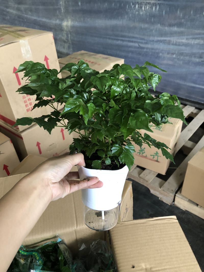 小盆栽-懒人盆幸福树