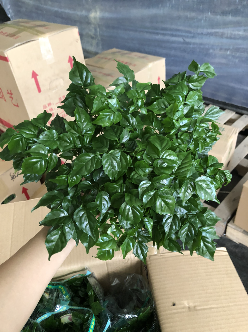 小盆栽-懒人盆幸福树
