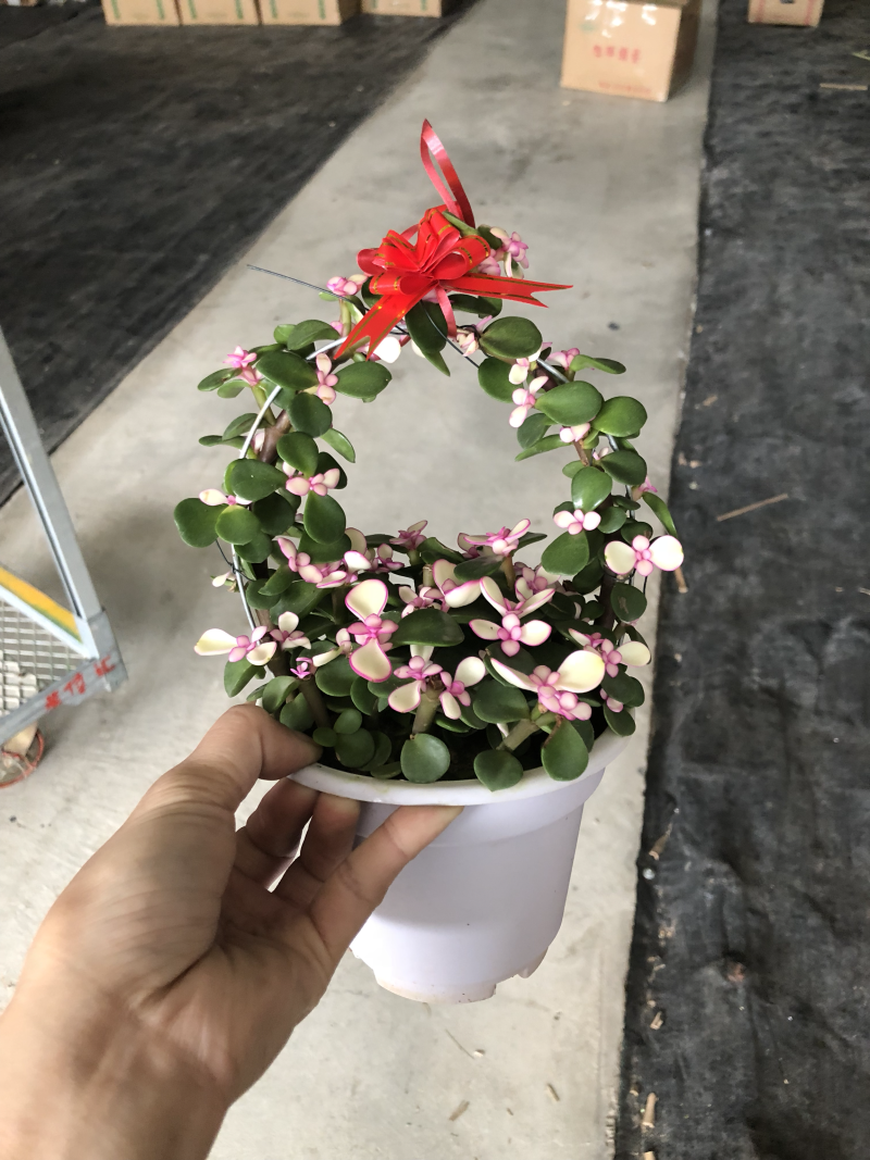 多肉-金枝玉叶花篮