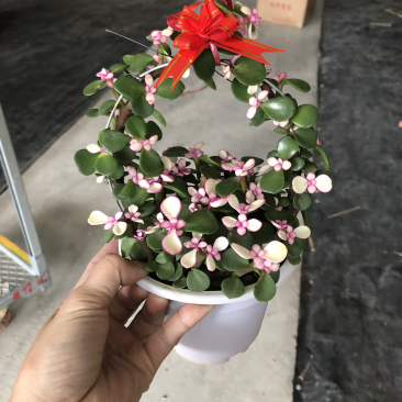 多肉-金枝玉叶花篮