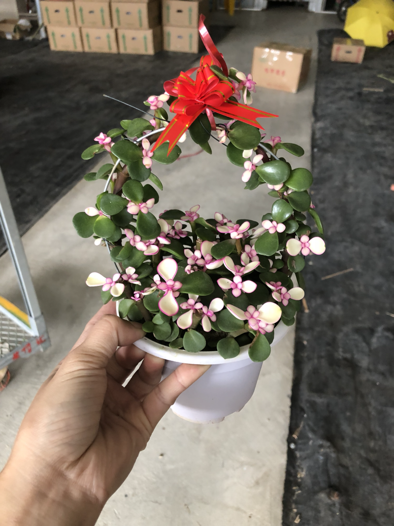 多肉-金枝玉叶花篮