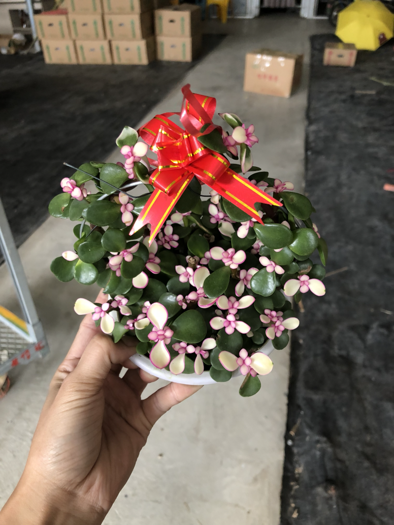多肉-金枝玉叶花篮