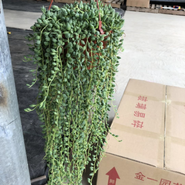 140长藤佛珠