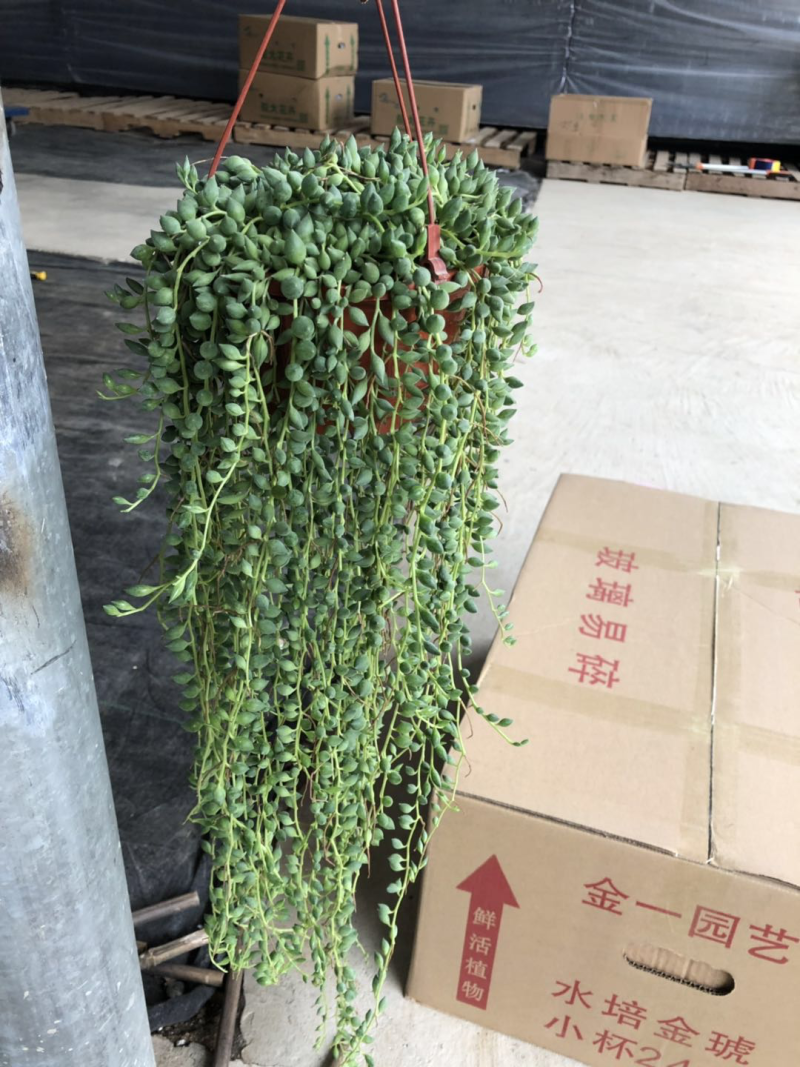 140长藤佛珠